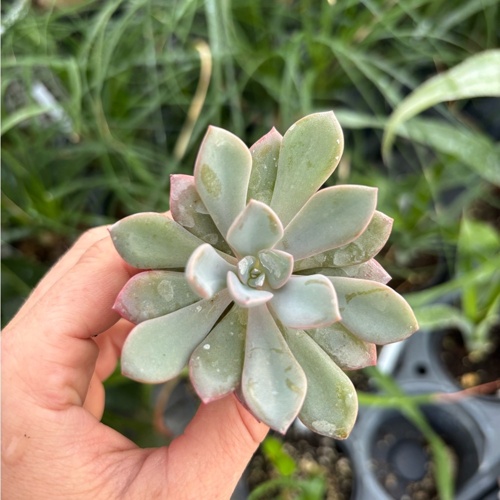 Green and Pink Succulent Plant